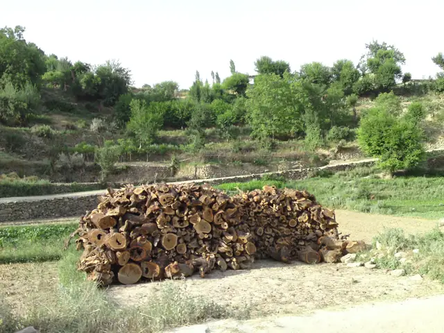 A stack of cut firewood beside a stone wall and fields in Paktia