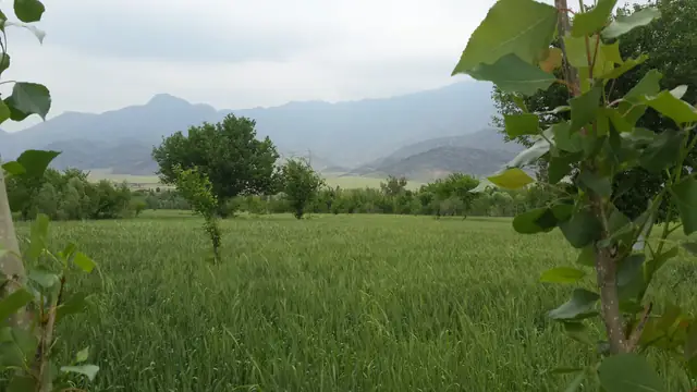 Wheat fields in Alingar, Laghman