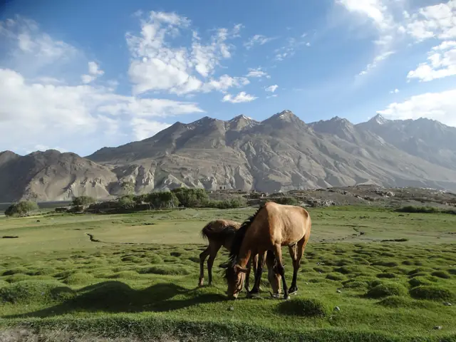 Horses grazing in the Wakhan